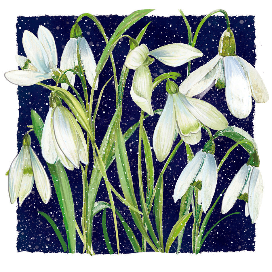 Nodding Snowdrops