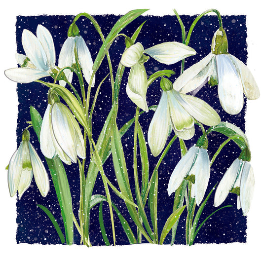 Nodding Snowdrops