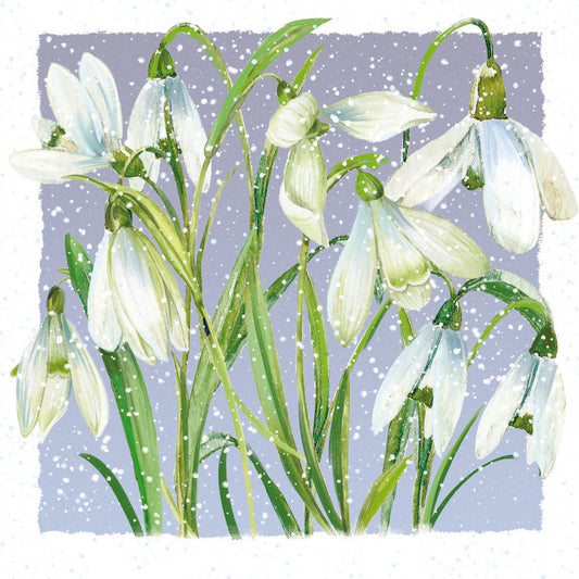 White Snowdrops